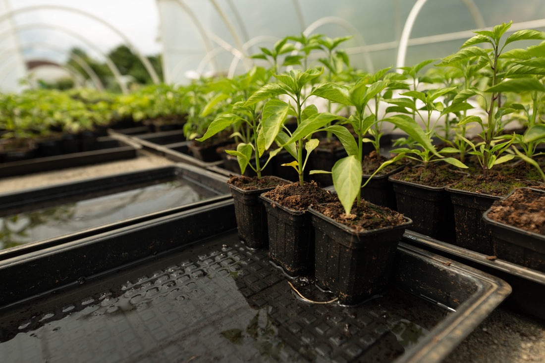 Cum să cultivi ardei iuti în grădină sau pe balcon – ghid pentru începători