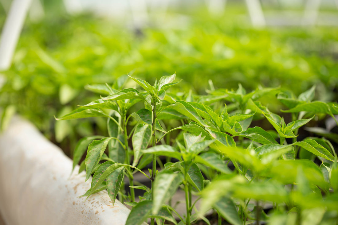 Cum se cresc ardeii Carolina Reaper, Habanero, Jalapeño