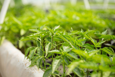 Cum se cresc ardeii Carolina Reaper, Habanero, Jalapeño