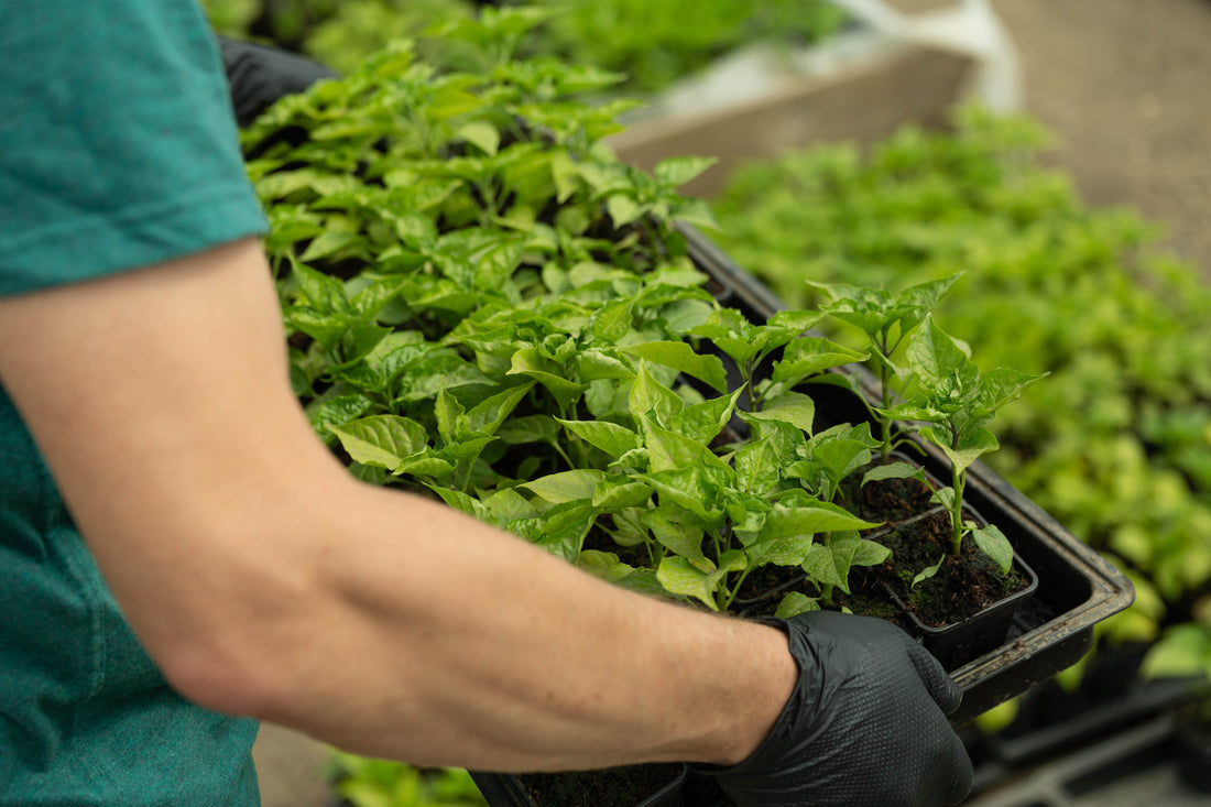Cum protejezi ardeii de boli/dăunători, fără chimicale