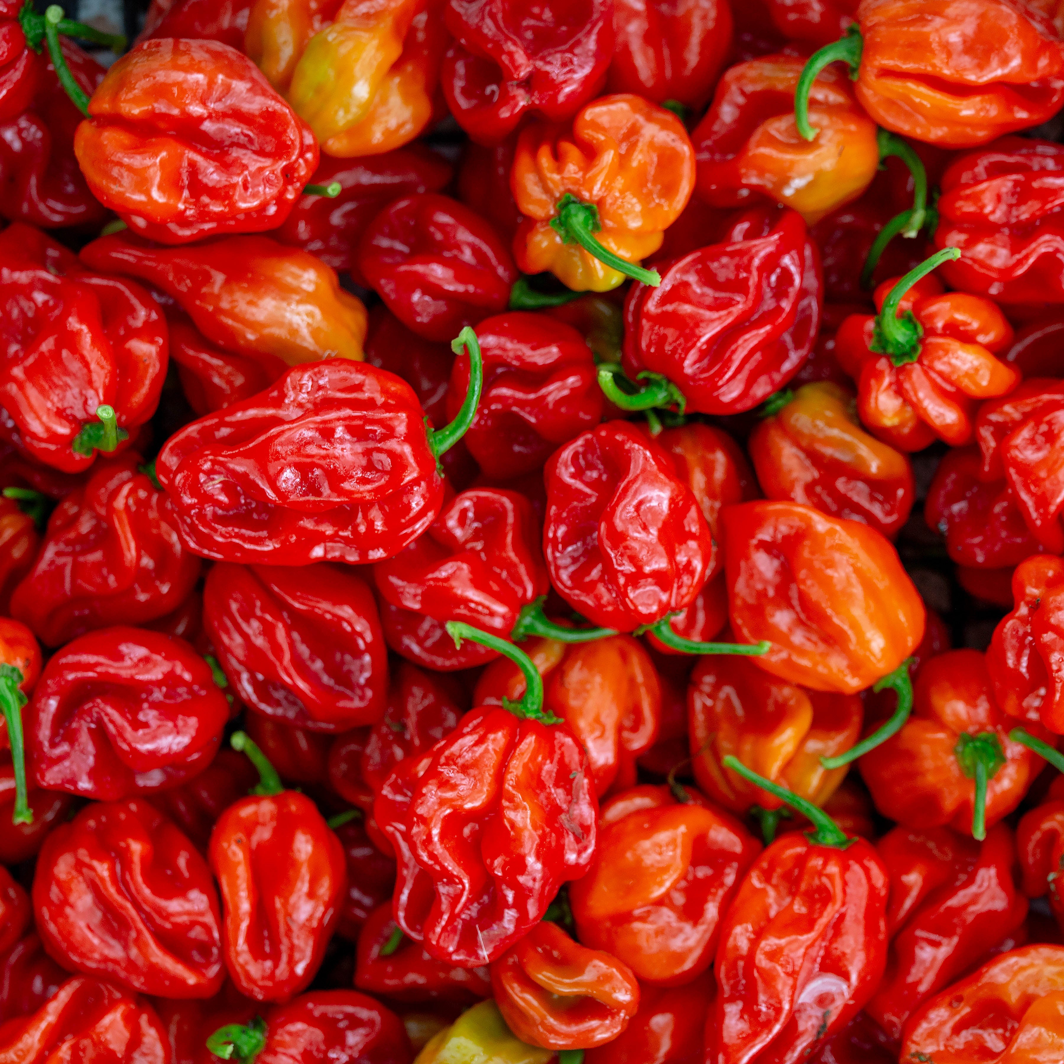 Ardei - Habanero Red
