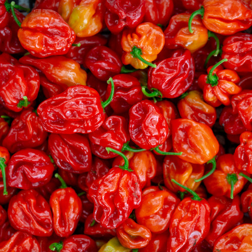 Ardei - Habanero Red
