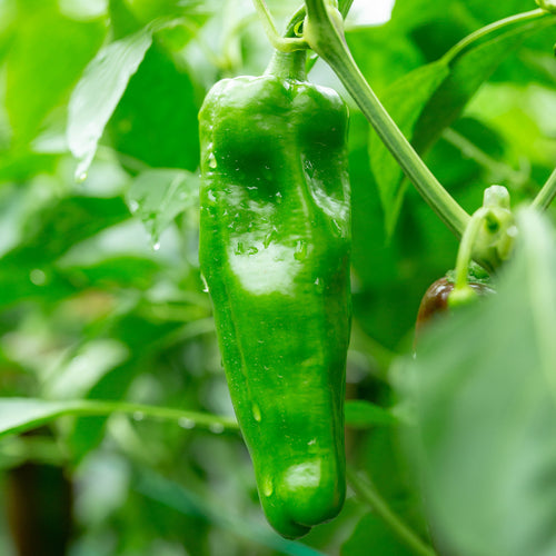 Ardei - Pimiento Padrón