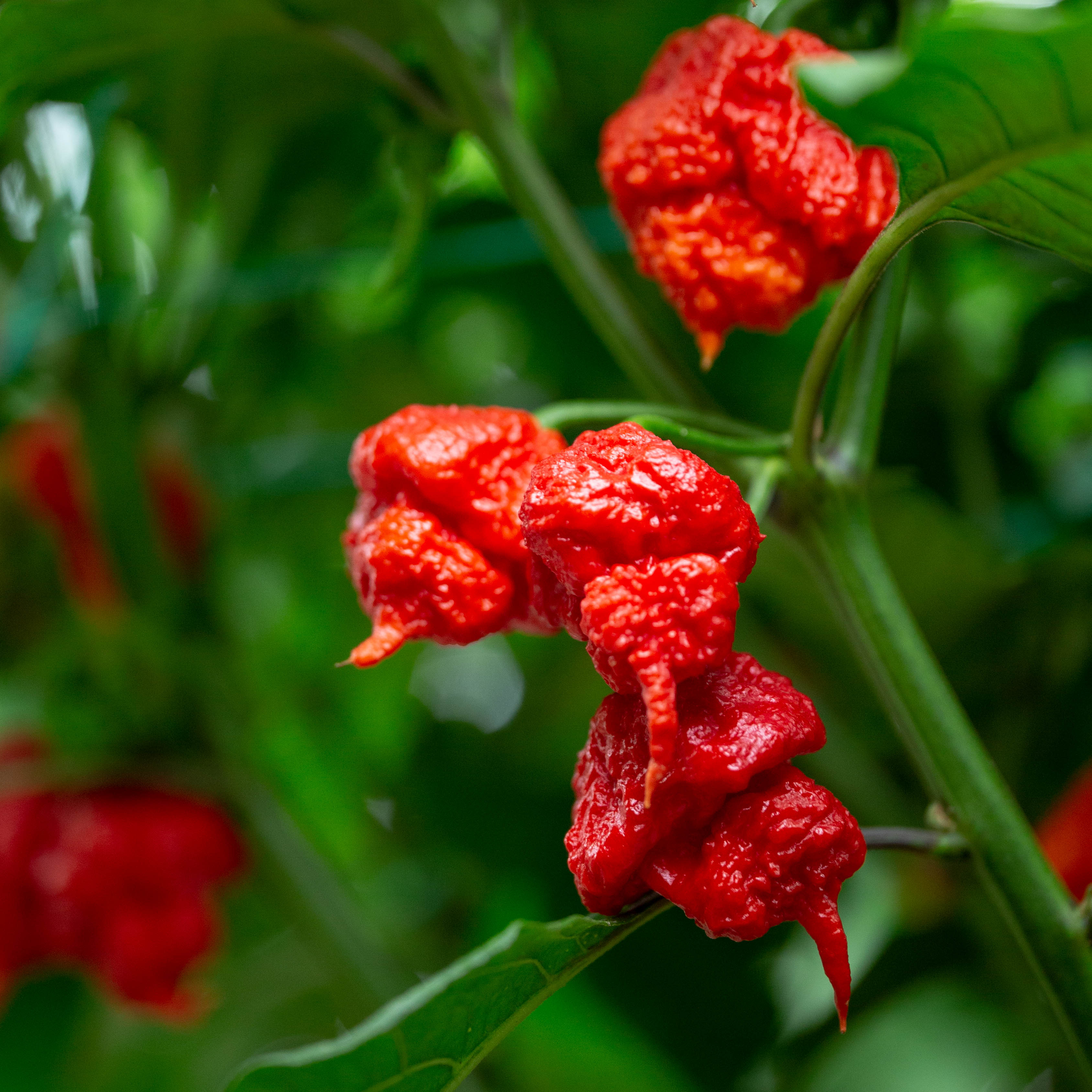 Ardei - Carolina Reaper Red