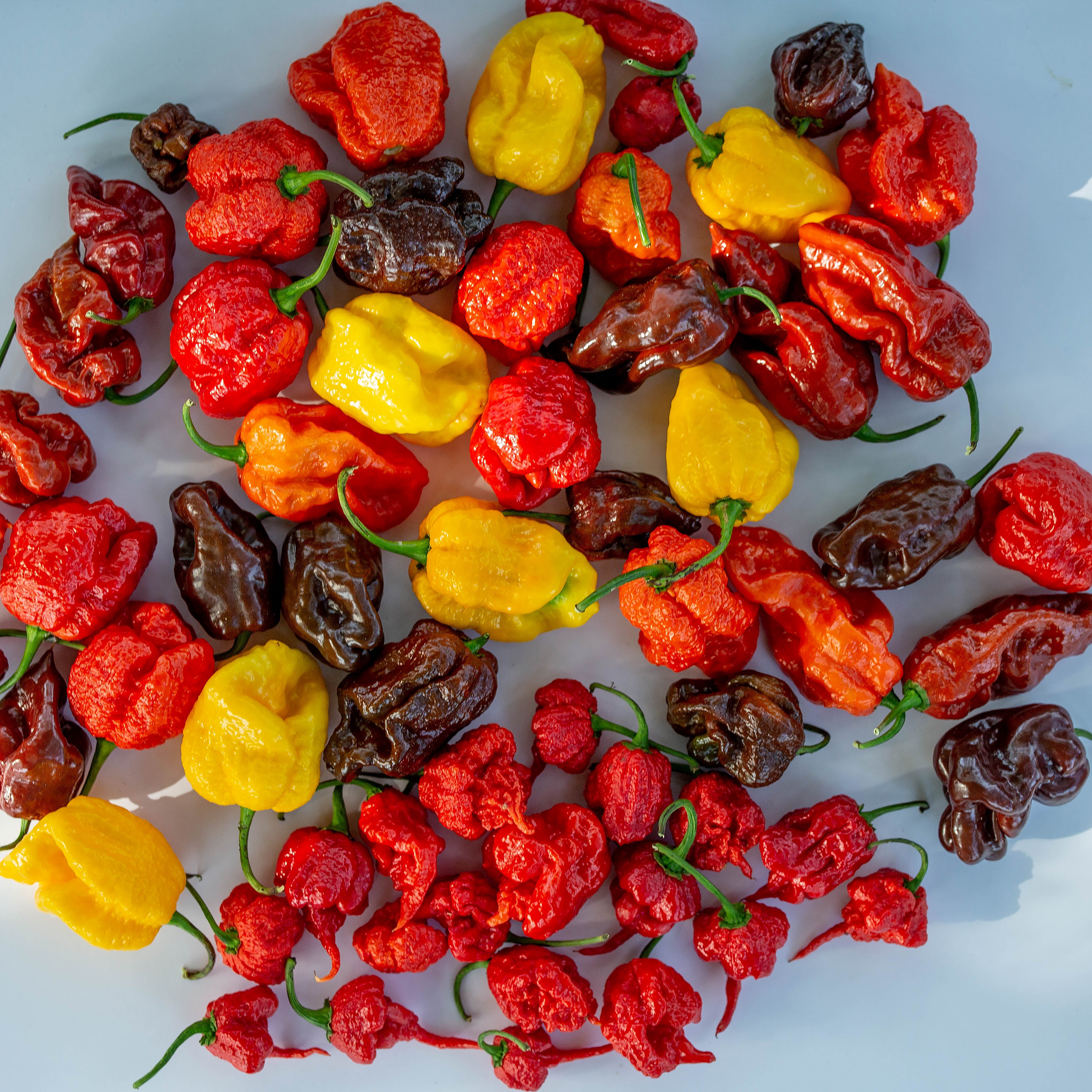 Mix ardei - Super "Hot Mix"
