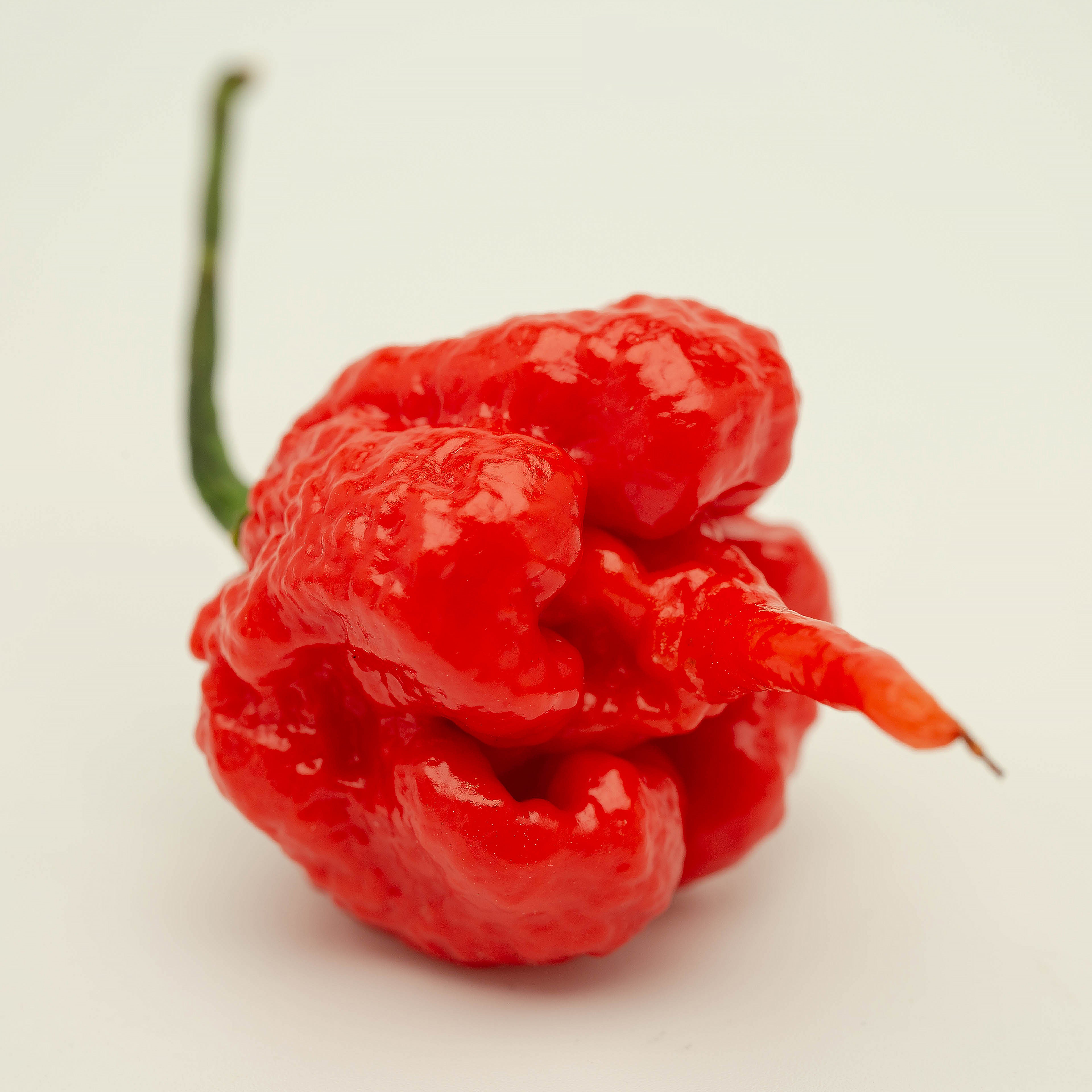Ardei - Carolina Reaper Red